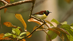 purple rumped sun bird