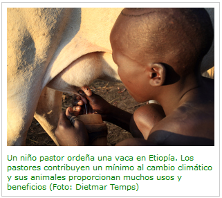 Niño ordeña una vaca en Etiopía